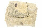 Fossil Scavenger Beetle (Hydrophilidae) - France #256794-1